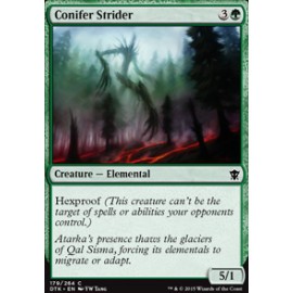 Conifer Strider