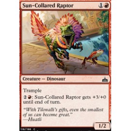 Sun-Collared Raptor