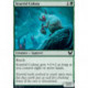 Scurrid Colony FOIL