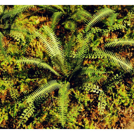 Model scene VG7-037 Tropical fern