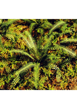 Model scene VG7-037 Tropical fern