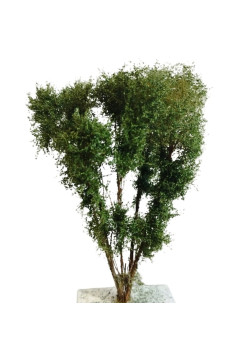 Polák 9523 Multi-Stemmed Tree - Up To 13cm - Hobby Series